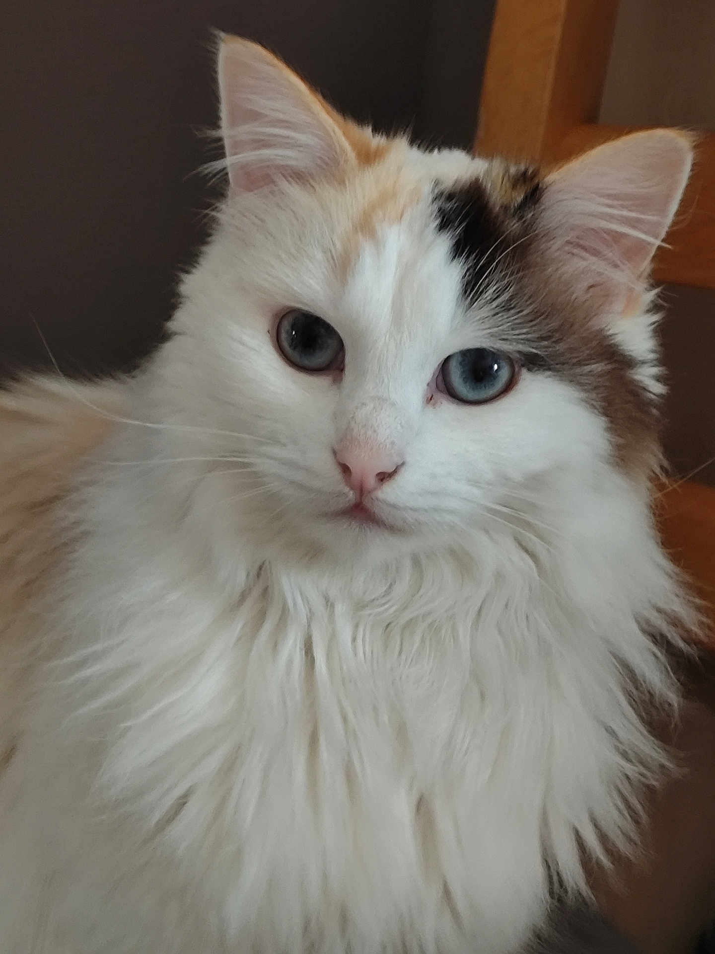 Plume