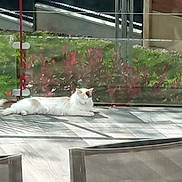 Plume a rejoint le concours — aidez-le/la à gagner de superbes lots ! cat, white_cat, lounging, patio, glass_fence, red_plants, green_grass, sunlight, shadows, outdoor, relaxing, animal, pet, fur, tail, ears, quiet, nature, daytime, resting