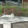 cat, white_cat, lounging, patio, glass_fence, red_plants, green_grass, sunlight, shadows, outdoor, relaxing, animal, pet, fur, tail, ears, quiet, nature, daytime, resting