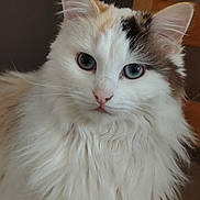 Plume a rejoint le concours — aidez-le/la à gagner de superbes lots ! animal, black_patch, blue_eyes, brown_patch, calm, cat, close_up, cute, ears, face, feline, fluffy, indoor, nose, pet, portrait, sitting, soft_fur, whiskers, white_fur