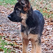 Actarus a rejoint le concours — aidez-le/la à gagner de superbes lots ! alert, animal, autumn, canine, curious, dog, ears_up, forest, fur, german_shepherd, grass, leaves, nature, outdoor, path, pet, puppy, standing, walking, young