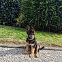 Actarus participe au concours pour gagner de l'argent avec cette photo : animal, background, bushes, canine, cute, dog, ears, fur, german_shepherd, grass, nature, outdoor, path, pet, playful, puppy, sitting, sunlight, tongue_out, young_dog