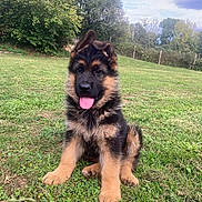 Actarus participe au concours pour gagner de l'argent avec cette photo : puppy, german_shepherd, dog, grass, outdoor, ear_flop, tongue_out, cute, young, pet, animal, nature, field, greenery, fur, canine, happy, playful, summer, daytime