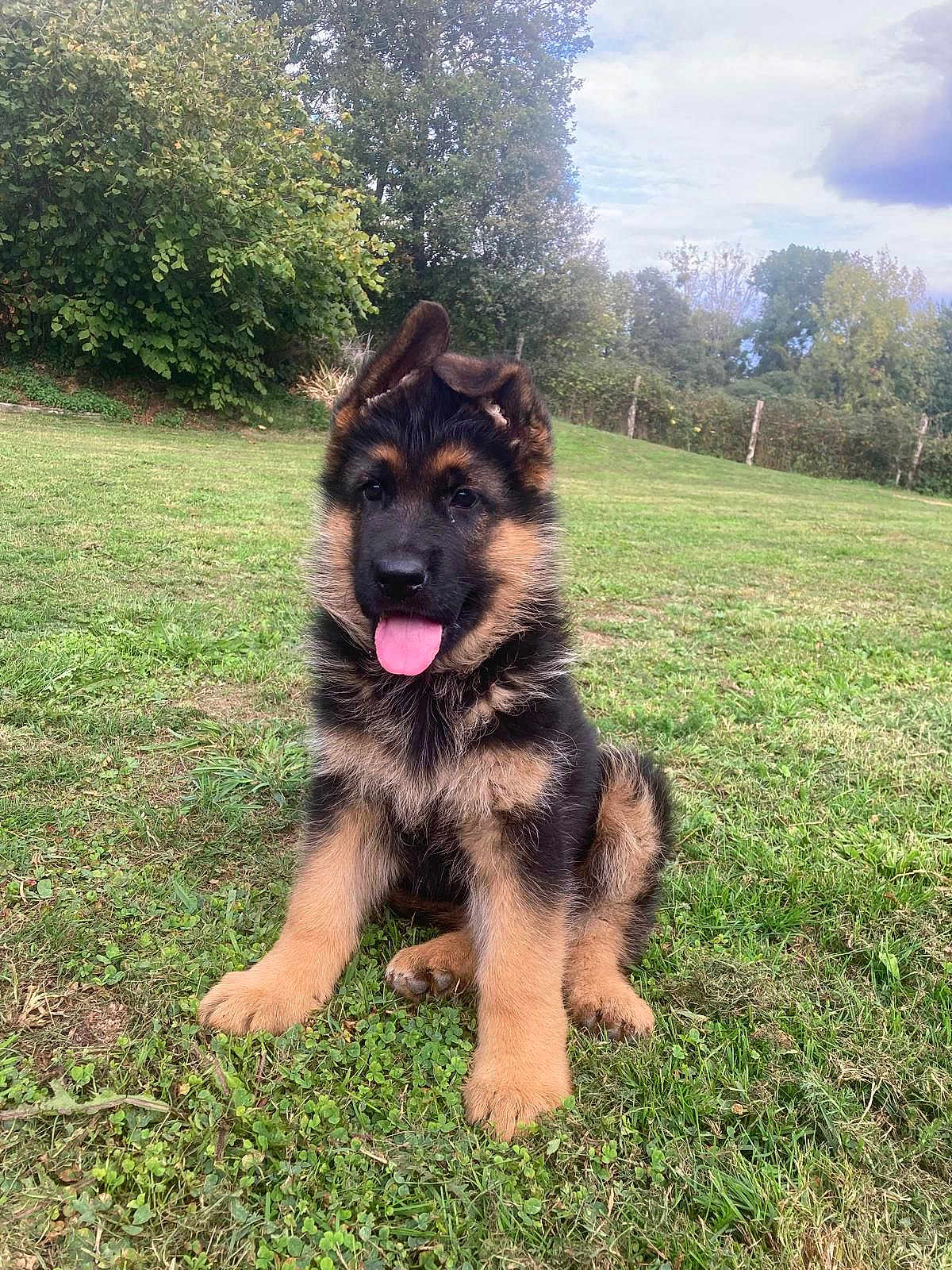 Actarus participe au concours pour gagner de l'argent avec cette photo : puppy, german_shepherd, dog, grass, outdoor, ear_flop, tongue_out, cute, young, pet, animal, nature, field, greenery, fur, canine, happy, playful, summer, daytime