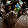 Goose joined the competition — help win amazing prizes! dog, pet, colorful_clothing, couch, leather, indoor, playful, lying_down, upside_down, brown, canine, animal, fur, paws, ears, eyes, relaxed, home, cozy, curious
