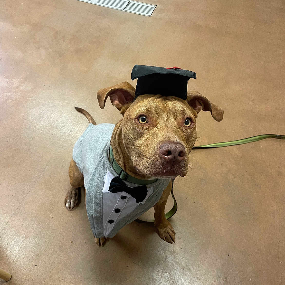 Goose joined the competition — help win amazing prizes! dog, pet, brown_dog, graduation_cap, tuxedo, costume, leash, sitting, looking_up, indoor, floor, ears, cute, animal, domestic_animal, portrait, obedient, face, expression, celebration