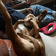 Goose joined the competition — help win amazing prizes! dog, playful, leather_couch, person, jeans, indoor, carpet, red_toy, relaxed, paw, pet, casual, living_room, human_hand, furniture, brown_dog, funny_pose, home, comfort, animal
