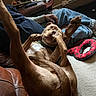dog, playful, leather_couch, person, jeans, indoor, carpet, red_toy, relaxed, paw, pet, casual, living_room, human_hand, furniture, brown_dog, funny_pose, home, comfort, animal