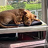 Goose is registered to the contest to win money with this photo: dog, brown_dog, sleeping, resting, indoor, sunlight, window, table, cushion, pet, relaxation, animal, domestic_animal, fur, ear, nose, paw, backyard, grass, tree