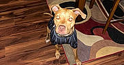 Goose is registered to the contest to win money with this photo: dog, toy, plush, floor, wooden_floor, rug, striped_shirt, pet, indoor, brown_dog, curious, looking_up, person, jeans, shoes, furniture, chair, table, home, casual