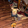 dog, toy, plush, floor, wooden_floor, rug, striped_shirt, pet, indoor, brown_dog, curious, looking_up, person, jeans, shoes, furniture, chair, table, home, casual