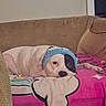 Minnie is registered to the contest to win money with this photo: dog, resting, couch, blanket, headband, indoor, pet, relaxed, brown, pink, white, black_patch, canine, comfort, animal, fur, laying_down, cozy, living_room, cute