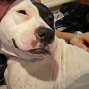Minnie is registered to the contest to win money with this photo: dog, pet, close_up, white_dog, black_patch, face, person, cuddle, indoor, affection, animal, companion, cute, snout, fur, human_hand, relaxation, portrait, friendship, cozy