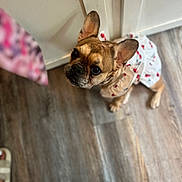 Lulu is registered to the contest to win money with this photo: dog, french_bulldog, pet, indoor, flooring, wood_floor, dress, clothing, white, brown, ears, looking_up, cute, adorable, cabinet, blurred, footwear, closeup, small_dog, domestic