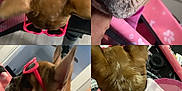 Lulu joined the competition — help win amazing prizes! dog, pink, sunglasses, heart_shaped, raincoat, pet_carrier, paw_prints, indoor, brown_dog, small_dog, fashion, accessories, cute, pet, canine, closeup, portrait, four_images, collage, playful