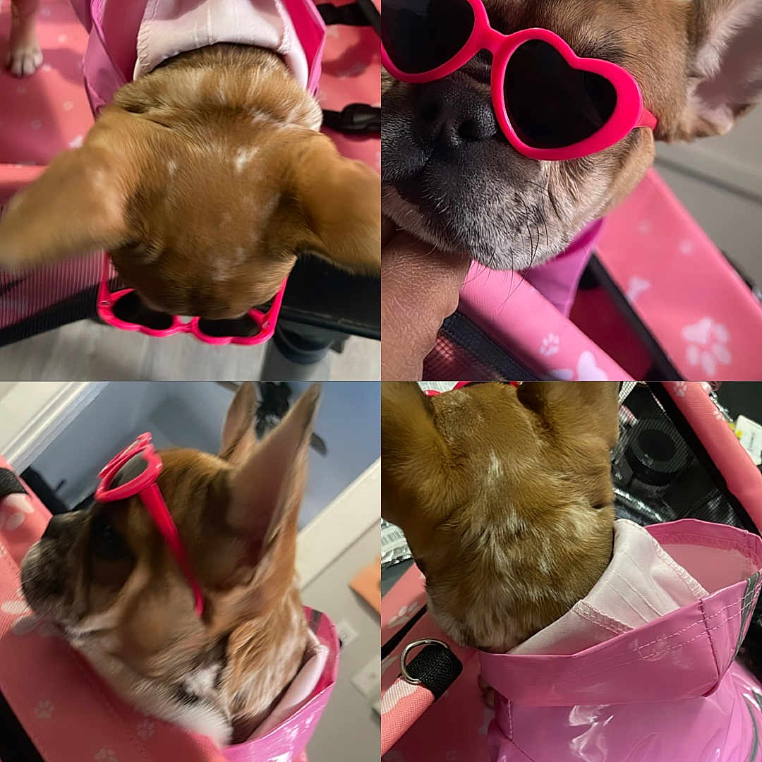 Lulu joined the competition — help win amazing prizes! accessories, brown_dog, canine, closeup, collage, cute, dog, fashion, four_images, heart_shaped, indoor, paw_prints, pet, pet_carrier, pink, playful, portrait, raincoat, small_dog, sunglasses