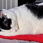Orio joined the competition — help win amazing prizes! cat, sleeping, black_and_white, fur, pet, cozy, blanket, resting, indoors, sunlight, closeup, whiskers, cute, animal, feline, relaxing, nap, soft, domestic, calm