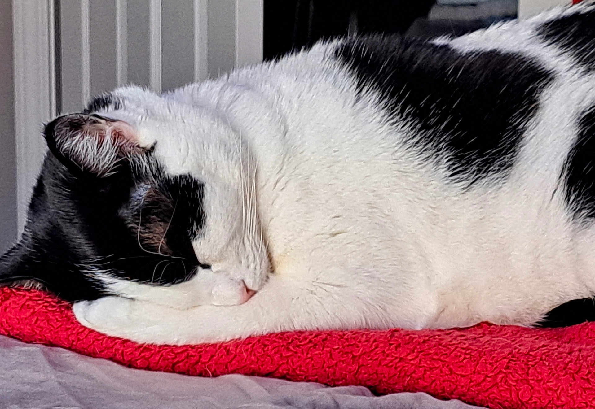 Orio joined the competition — help win amazing prizes! cat, sleeping, black_and_white, fur, pet, cozy, blanket, resting, indoors, sunlight, closeup, whiskers, cute, animal, feline, relaxing, nap, soft, domestic, calm