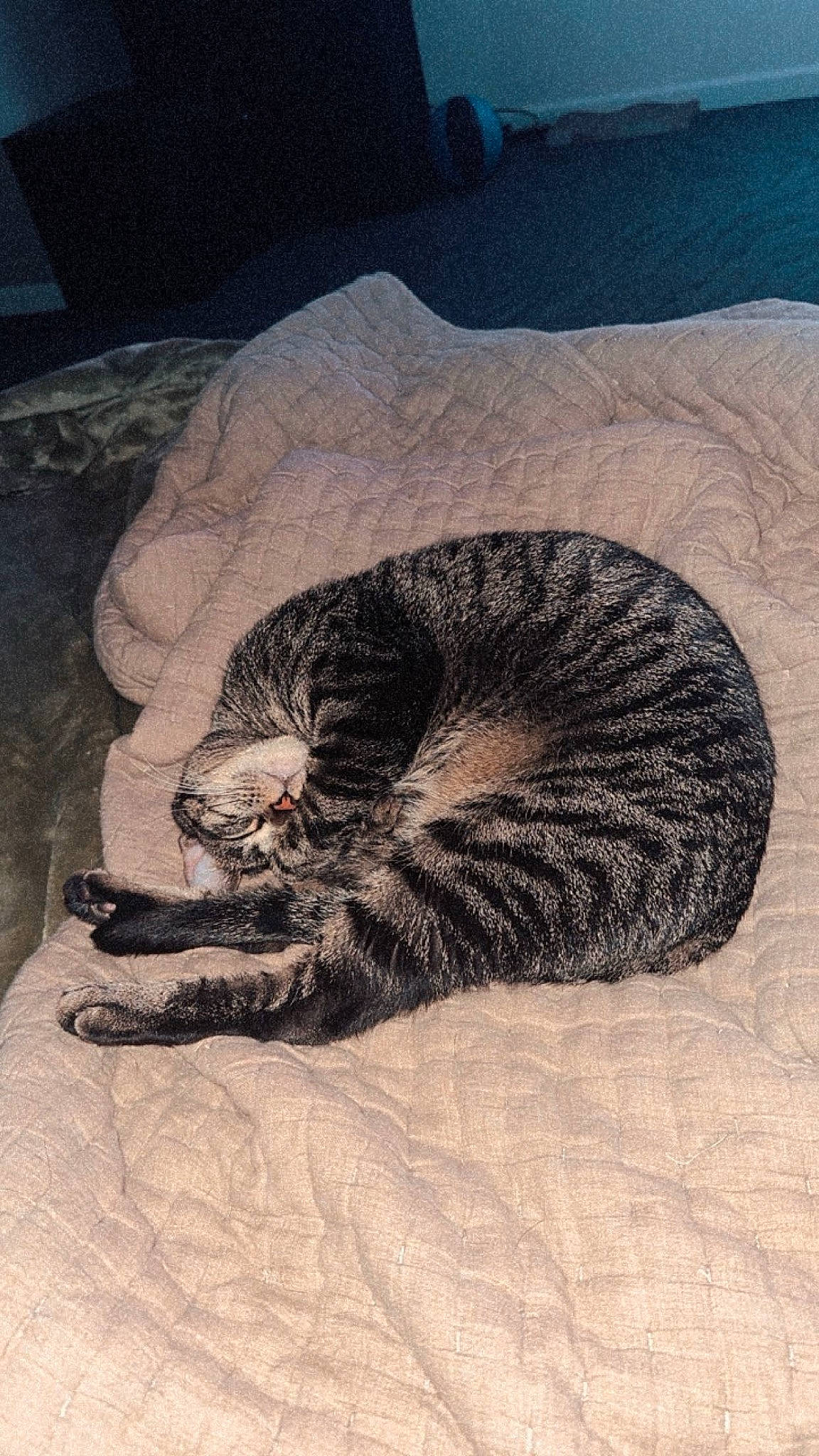 Ramen joined the competition — help win amazing prizes! art, automotive_tire, carnivore, cat, comfort, domestic_short_haired_cat, drawing, felidae, fur, grey, illustration, nap, paw, sleep, small_to_medium_sized_cats, snout, tail, terrestrial_animal, whiskers, wildlife