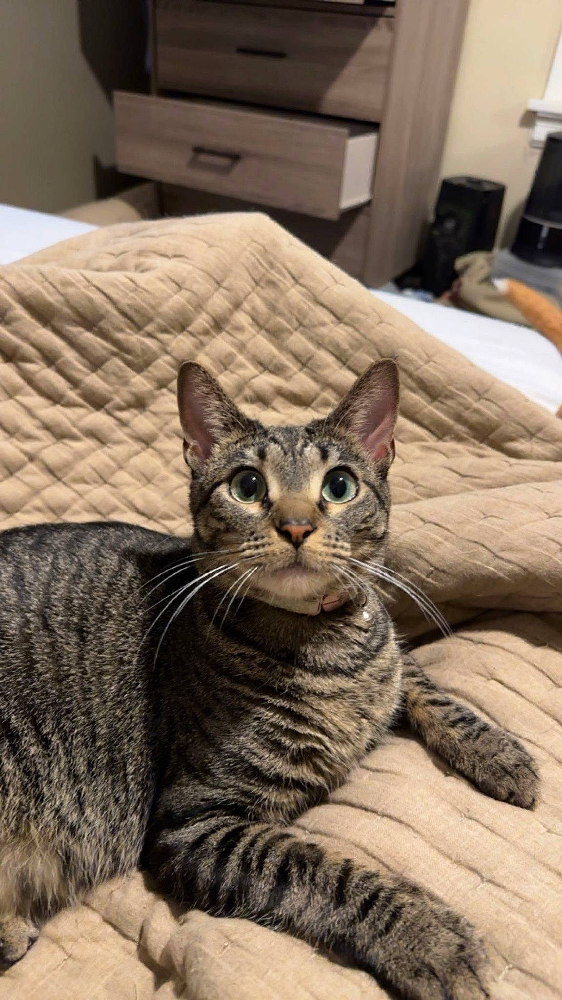 Ramen is registered to the contest to win money with this photo: cabinetry, carnivore, cat, comfort, domestic_short_haired_cat, felidae, fur, grey, lamp, living_room, picture_frame, pillow, room, sitting, small_to_medium_sized_cats, snout, terrestrial_animal, whiskers, wildlife