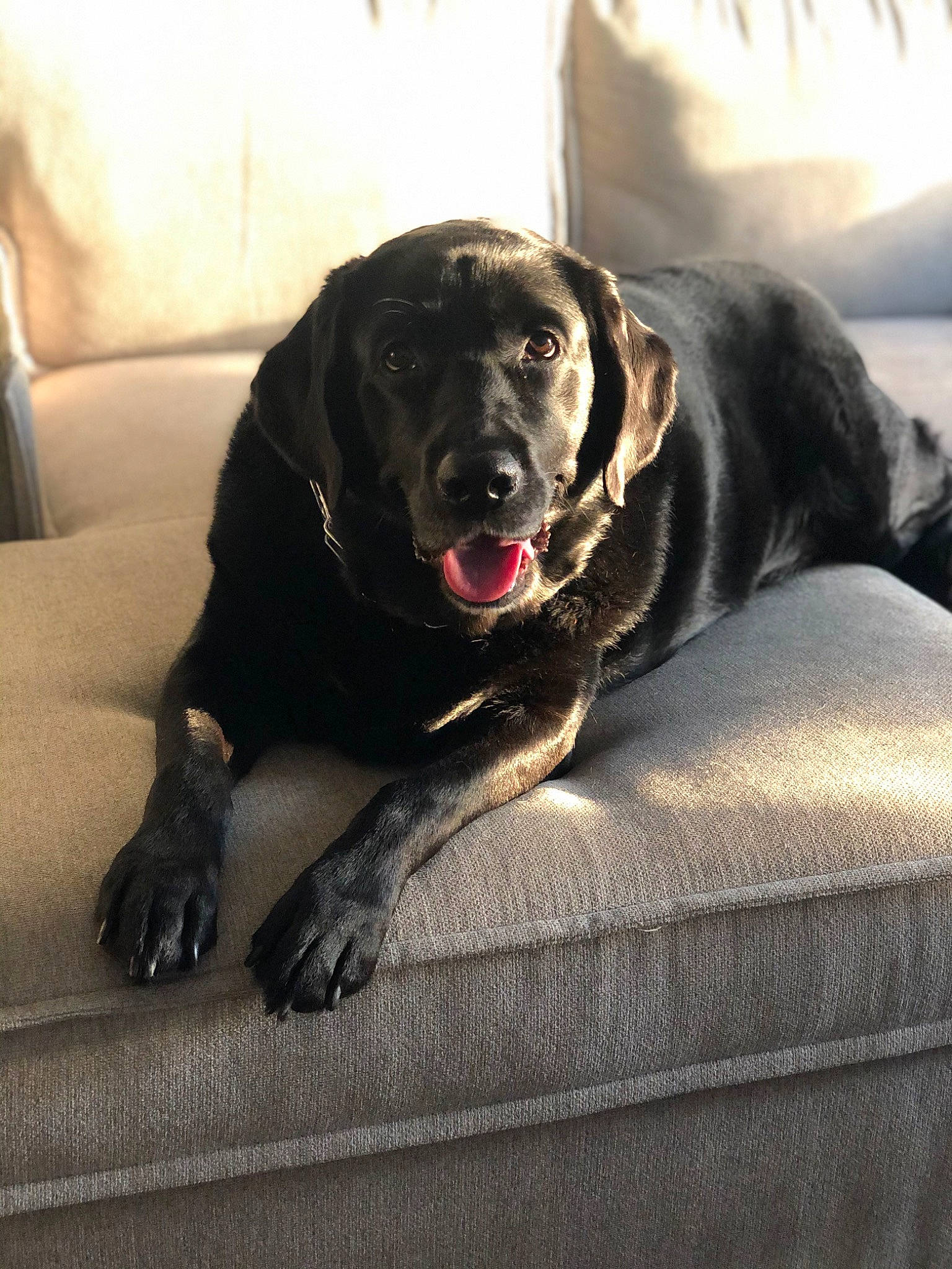 Maximus joined the competition — help win amazing prizes! borador, canidae, carnivore, collar, comfort, companion_dog, couch, dog, dog_breed, dog_collar, fur, guard_dog, gun_dog, hunting_dog, liver, retriever, snout, sporting_group, whiskers, working_animal