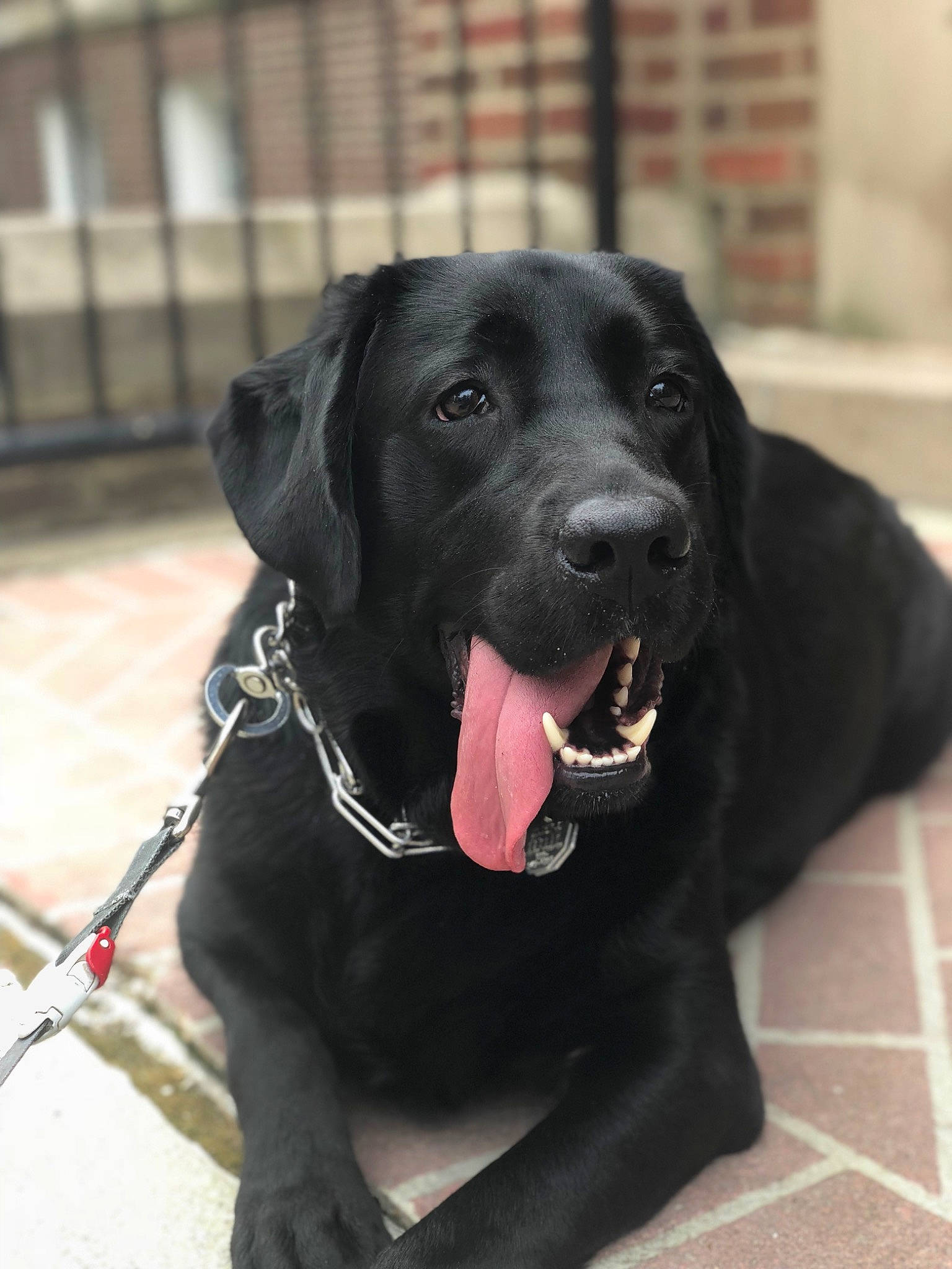Maximus joined the competition — help win amazing prizes! borador, canidae, carnivore, collar, companion_dog, dog, dog_breed, dog_collar, fur, gun_dog, labrador_retriever, leash, liver, pet_supply, retriever, snout, sporting_group, terrestrial_animal, whiskers, working_animal