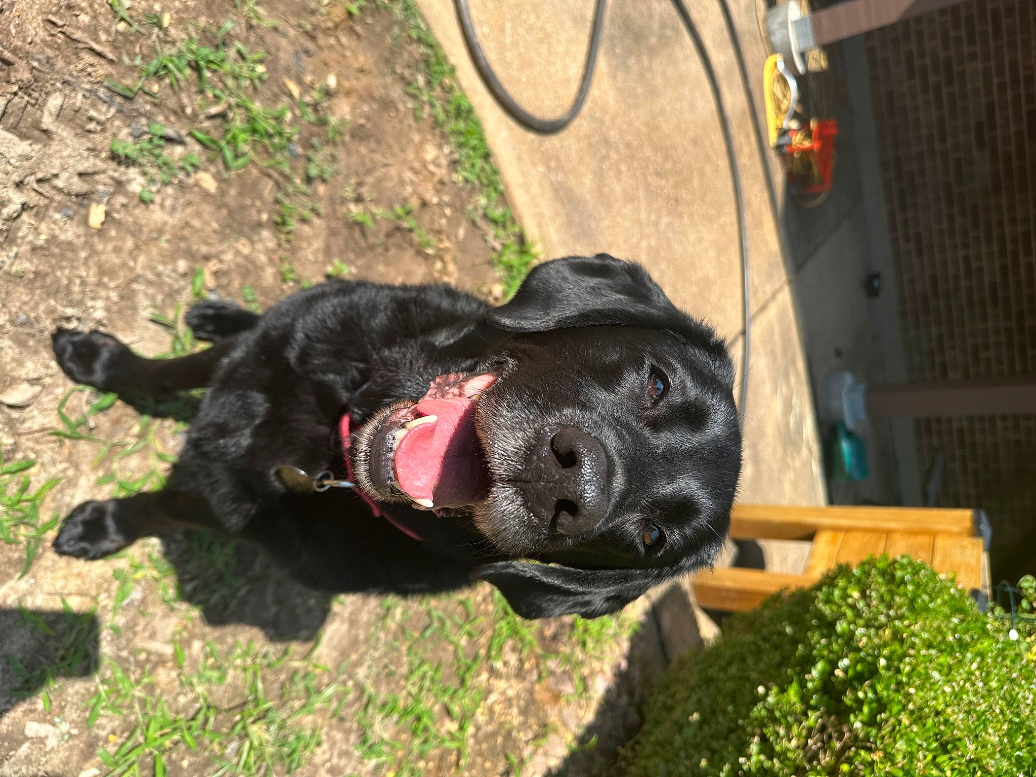 Maximus is registered to the contest to win money with this photo: borador, canidae, carnivore, collar, companion_dog, dog, dog_breed, dog_collar, fashion_accessory, fur, grass, guard_dog, gun_dog, leash, plant, retriever, sporting_group, tail, working_animal, working_dog