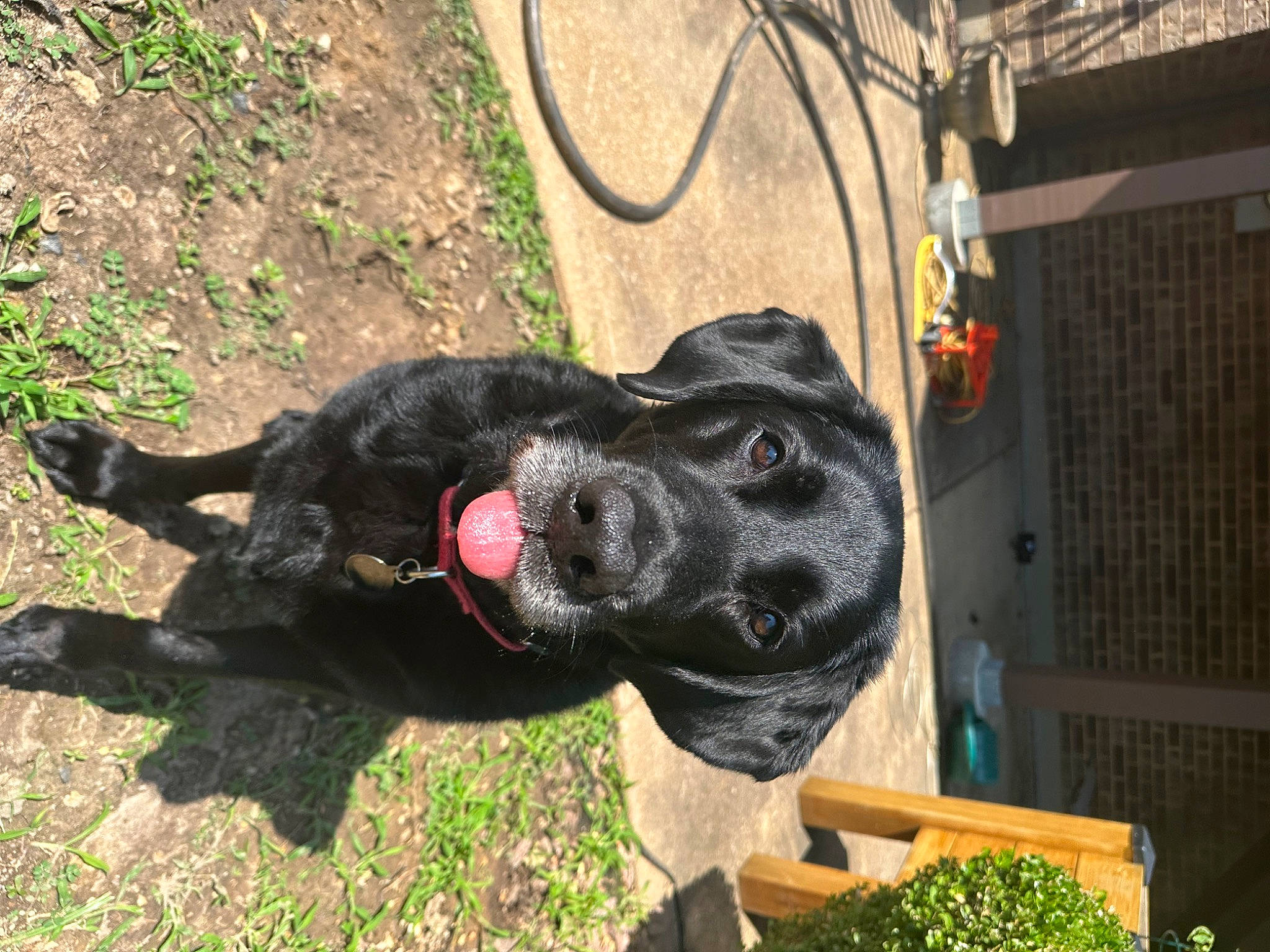 Maximus joined the competition — help win amazing prizes! canidae, carnivore, collar, companion_dog, dog, dog_breed, dog_collar, fawn, fur, grass, gun_dog, leash, plant, retriever, snout, sporting_group, tail, terrestrial_animal, tree, working_animal