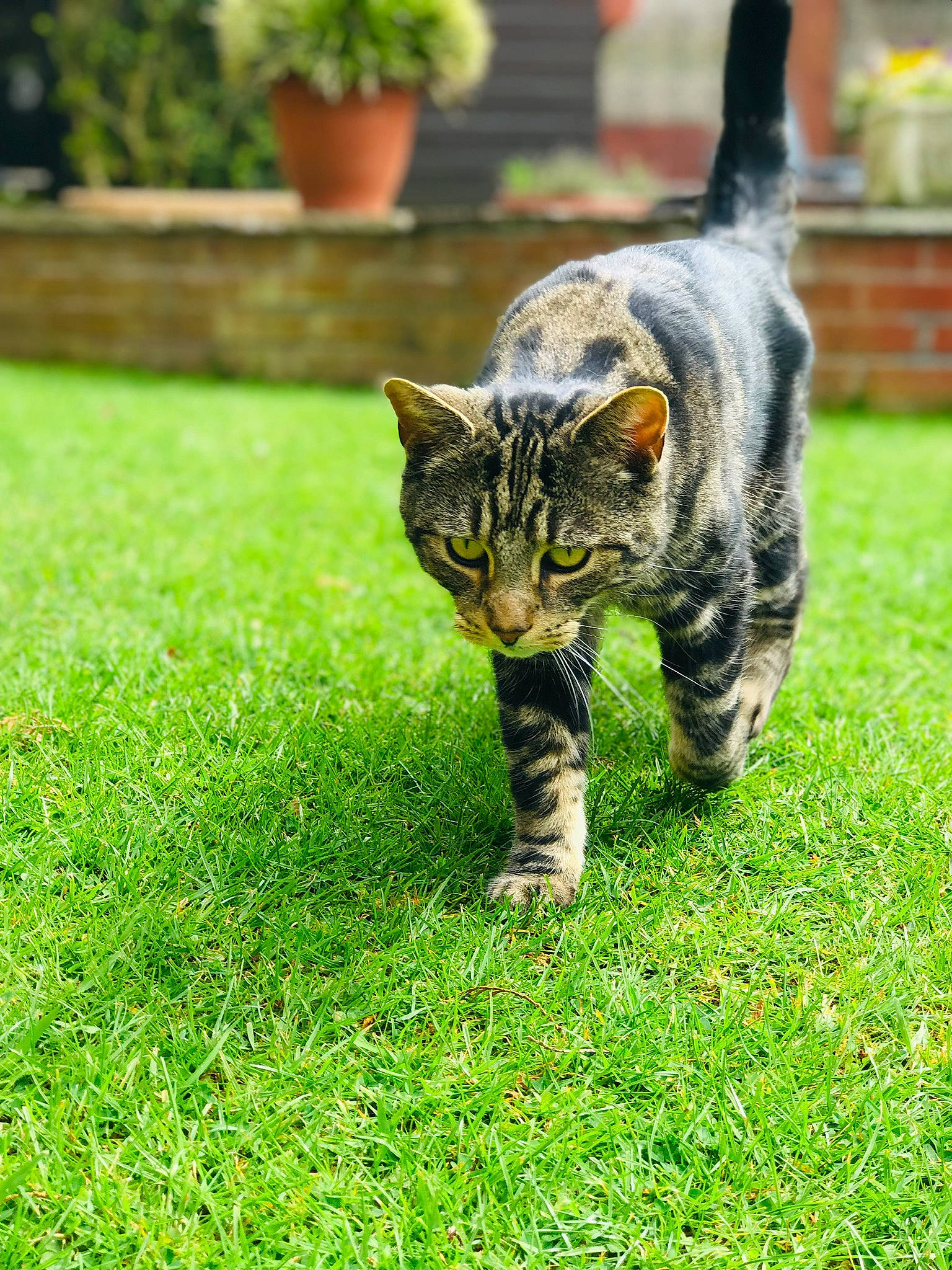 Jet is registered to the contest to win money with this photo: carnivore, cat, domestic_short_haired_cat, felidae, flowerpot, fur, garden, grass, grassland, green, groundcover, houseplant, plant, small_to_medium_sized_cats, snout, tail, terrestrial_animal, whiskers, wildlife, yard