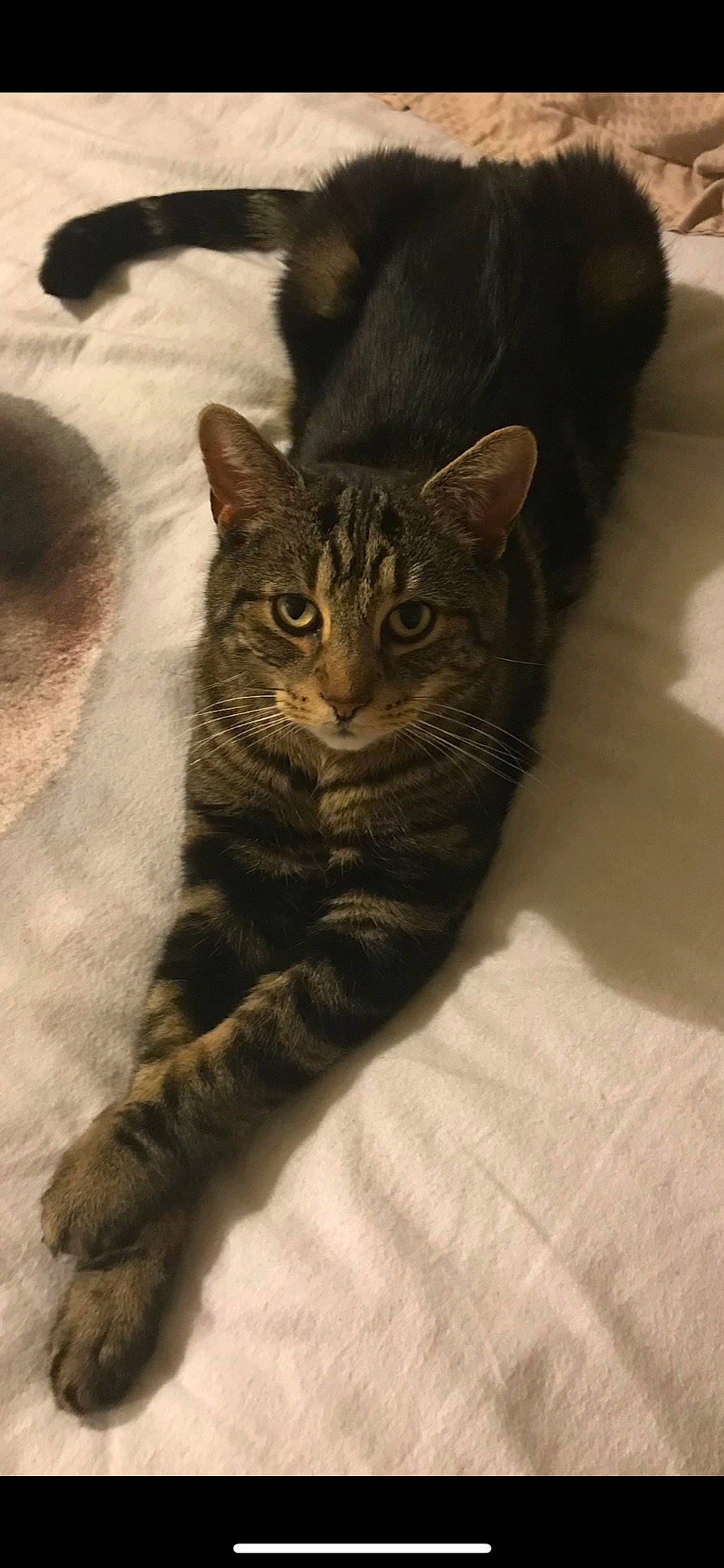 Jet joined the competition — help win amazing prizes! carnivore, cat, claw, comfort, domestic_short_haired_cat, eye, felidae, flooring, fur, grey, paw, sitting, small_to_medium_sized_cats, snout, tail, terrestrial_animal, whiskers, window, wood