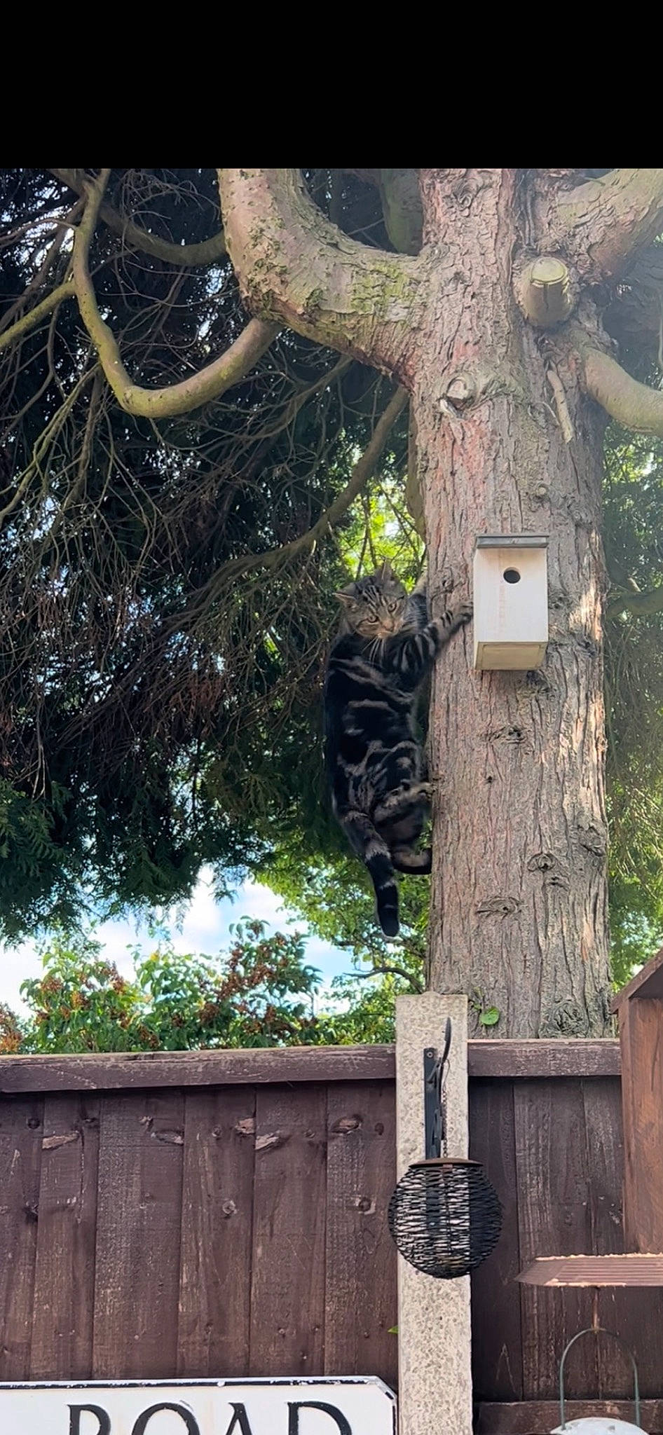 Jet is registered to the contest to win money with this photo: biome, birdhouse, botany, branch, fence, grass, home_fencing, leaf, metal, natural_material, plant, plant_stem, spring, tree, trunk, twig, wood, woody_plant