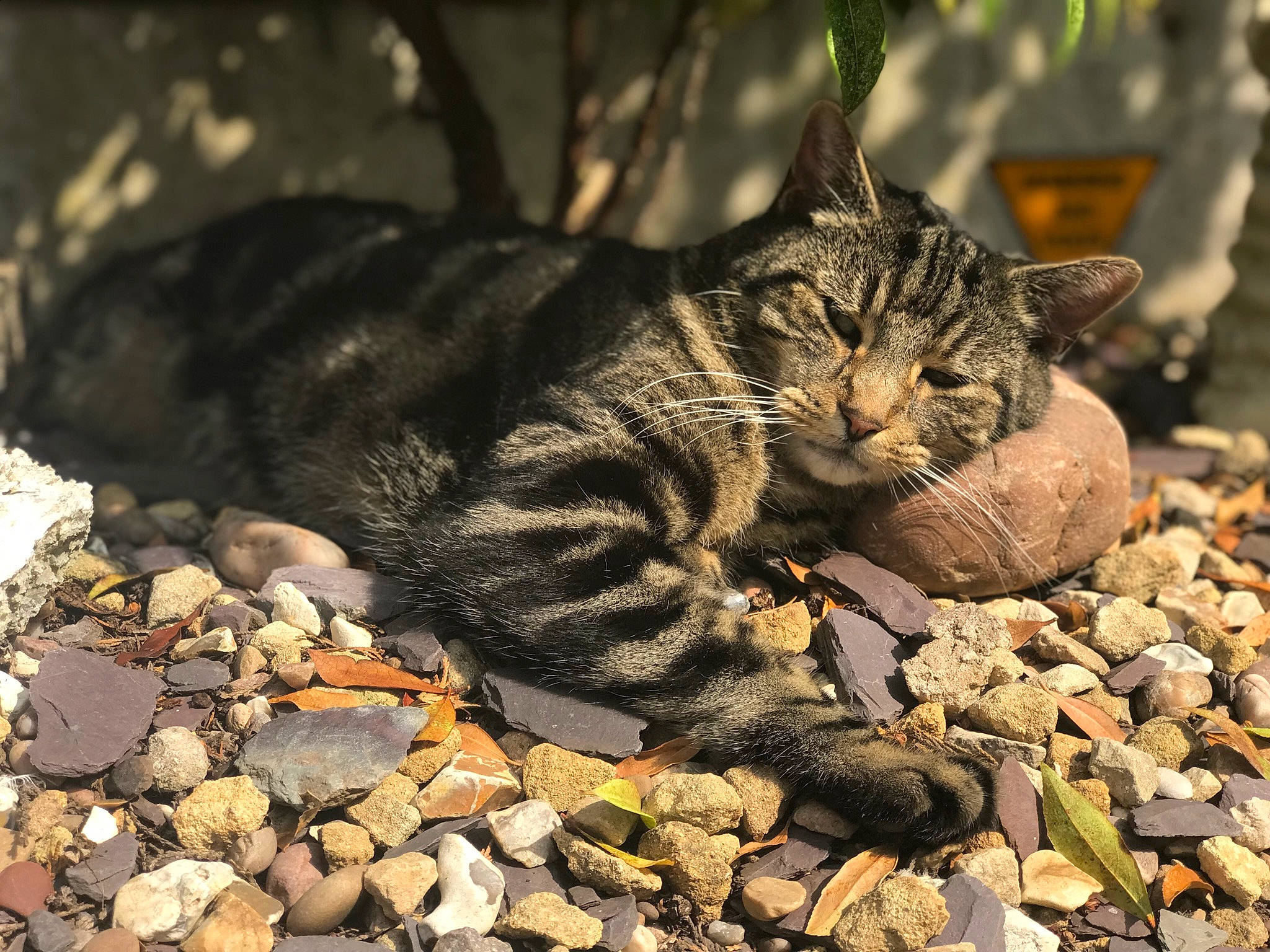 Jet is registered to the contest to win money with this photo: bedrock, carnivore, cat, domestic_short_haired_cat, felidae, fur, grass, organism, paw, plant, road_surface, rock, small_to_medium_sized_cats, snout, soil, tail, terrestrial_animal, tree, whiskers, wood