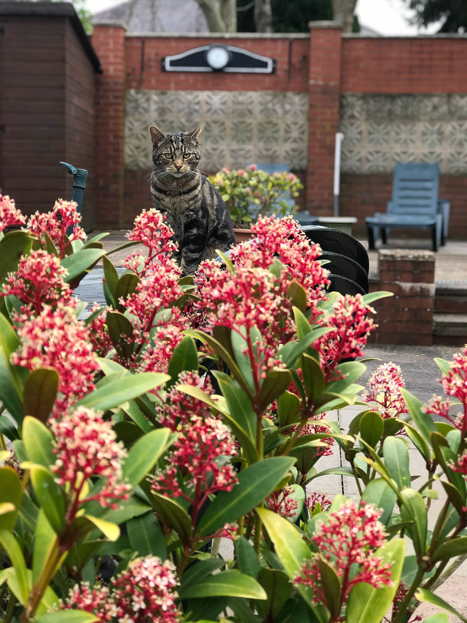 Jet joined the competition — help win amazing prizes! annual_plant, bench, botany, carnivore, cat, felidae, flower, flowering_plant, garden, grass, groundcover, herbaceous_plant, landscaping, outdoor_bench, plant, pollinator, shrub, small_to_medium_sized_cats, subshrub, terrestrial_plant