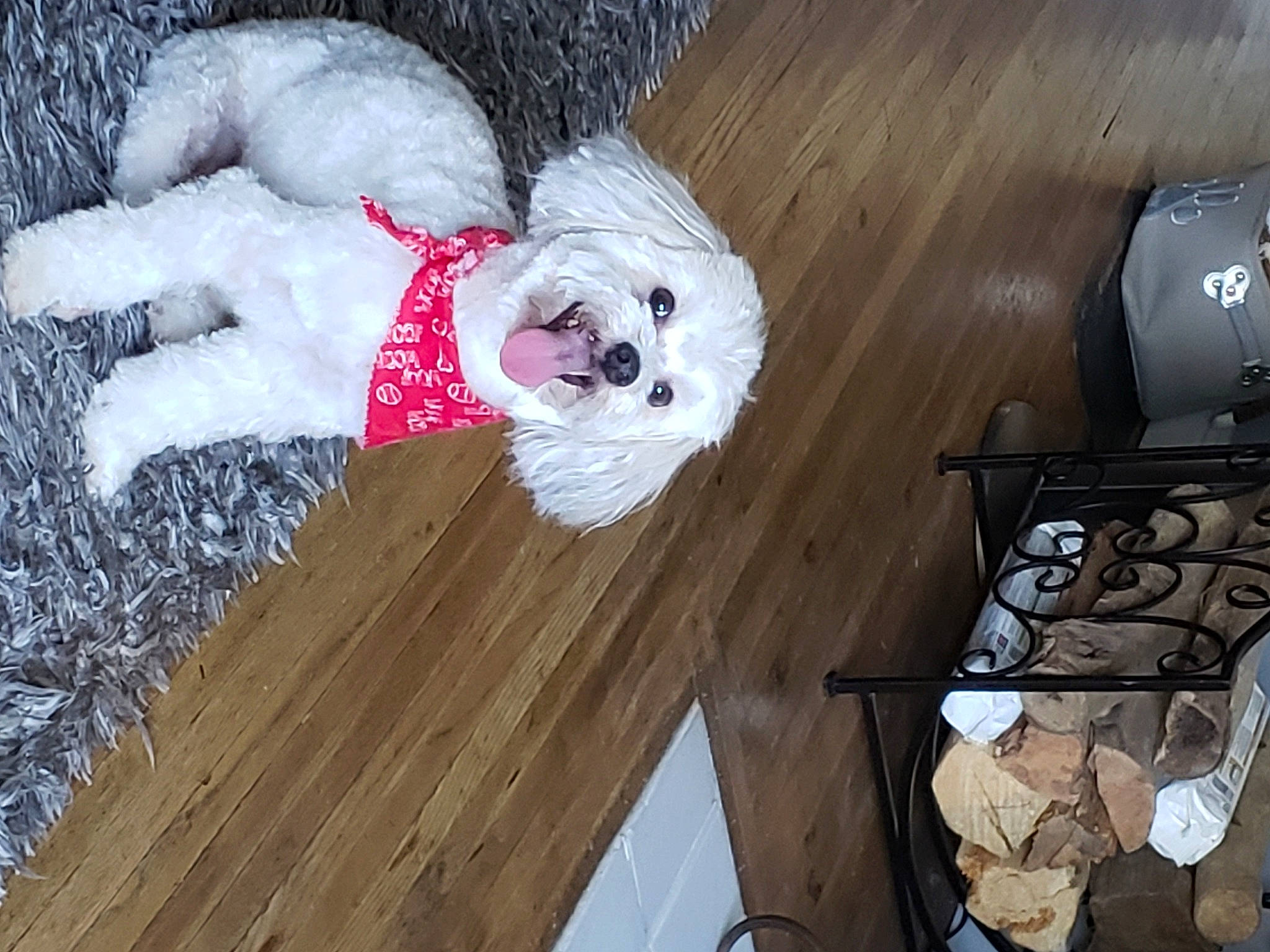 Jackson is registered to the contest to win money with this photo: canidae, carnivore, companion_dog, dog, dog_breed, dog_clothes, dog_supply, fawn, flooring, fur, hardwood, laminate_flooring, pet_supply, small_terrier, sporting_group, terrier, toy_dog, wood, wood_stain, working_animal