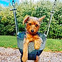 dog, puppy, swing, playground, park, greenery, grass, trees, blue_sky, clouds, outdoor, animal, pet, cute, fur, ears, collar, metal_chains, wood_chips, daylight