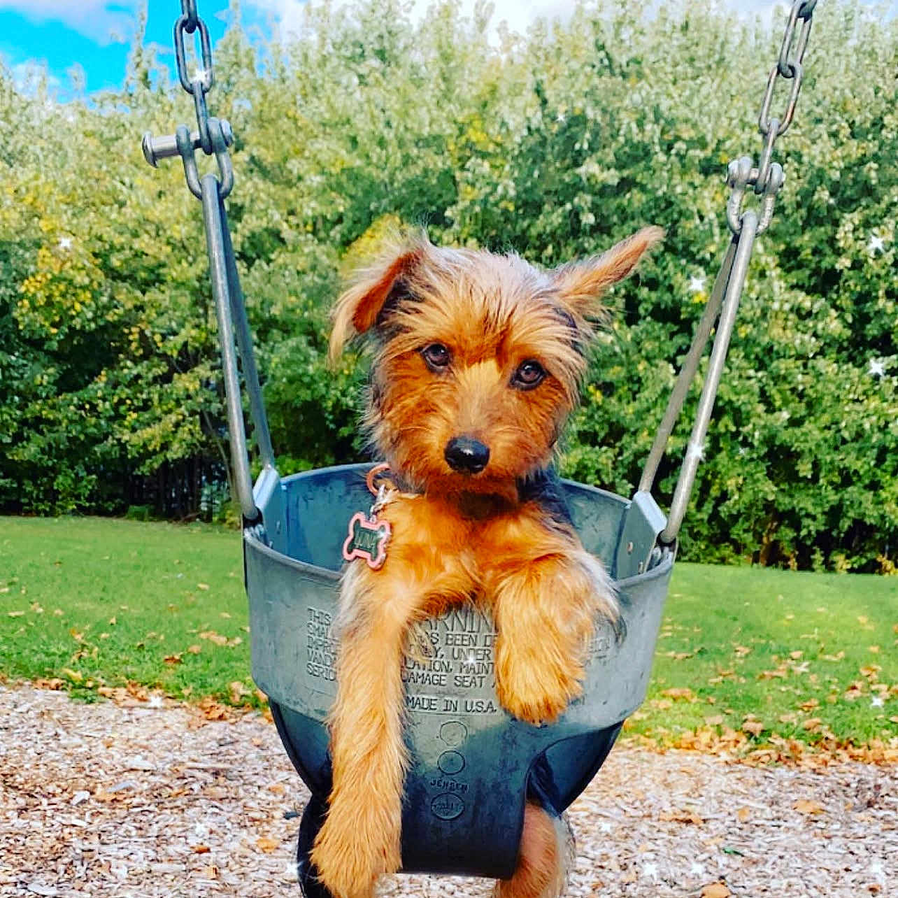 Luna joined the competition — help win amazing prizes! animal, blue_sky, clouds, collar, cute, daylight, dog, ears, fur, grass, greenery, metal_chains, outdoor, park, pet, playground, puppy, swing, trees, wood_chips