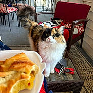 Callie joined the competition — help win amazing prizes! cat, calico_cat, pastry, food, wicker_furniture, porch, red_chair, glass_table, keys, blanket, curious, indoor, pet, fur, tail, window, patterned_rug, table, seated, relaxed