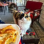 cat, calico_cat, pastry, food, wicker_furniture, porch, red_chair, glass_table, keys, blanket, curious, indoor, pet, fur, tail, window, patterned_rug, table, seated, relaxed