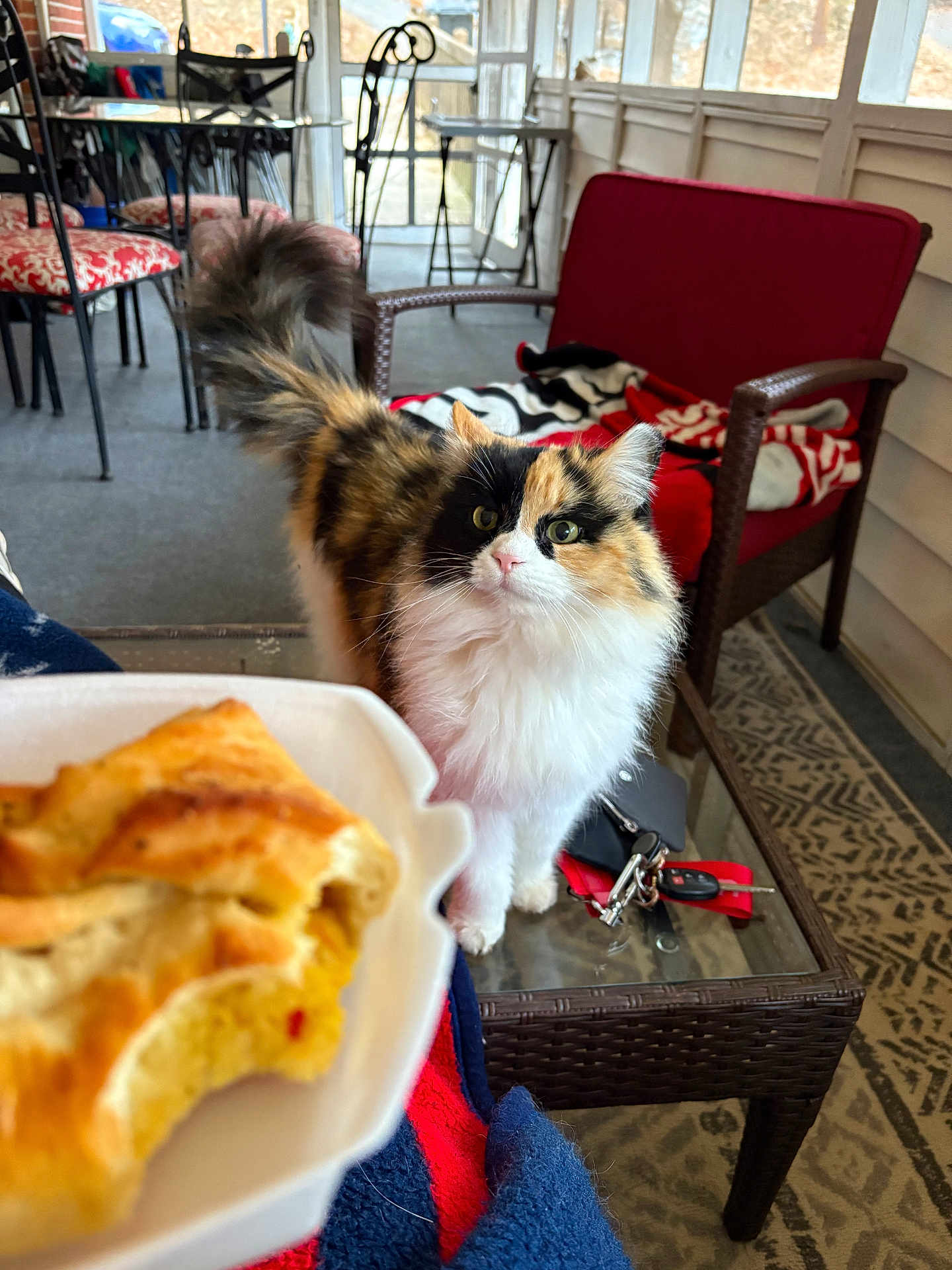 Callie joined the competition — help win amazing prizes! cat, calico_cat, pastry, food, wicker_furniture, porch, red_chair, glass_table, keys, blanket, curious, indoor, pet, fur, tail, window, patterned_rug, table, seated, relaxed