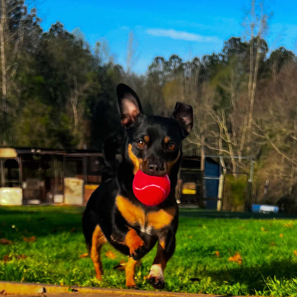 Nala joined the competition — help win amazing prizes! accessories, animal, ball, bus, canine, chihuahua, dog, grass, nature, outdoors, pet, plant, sport, strap, tennis, tennisball, transportation, tree, vegetation, vehicle