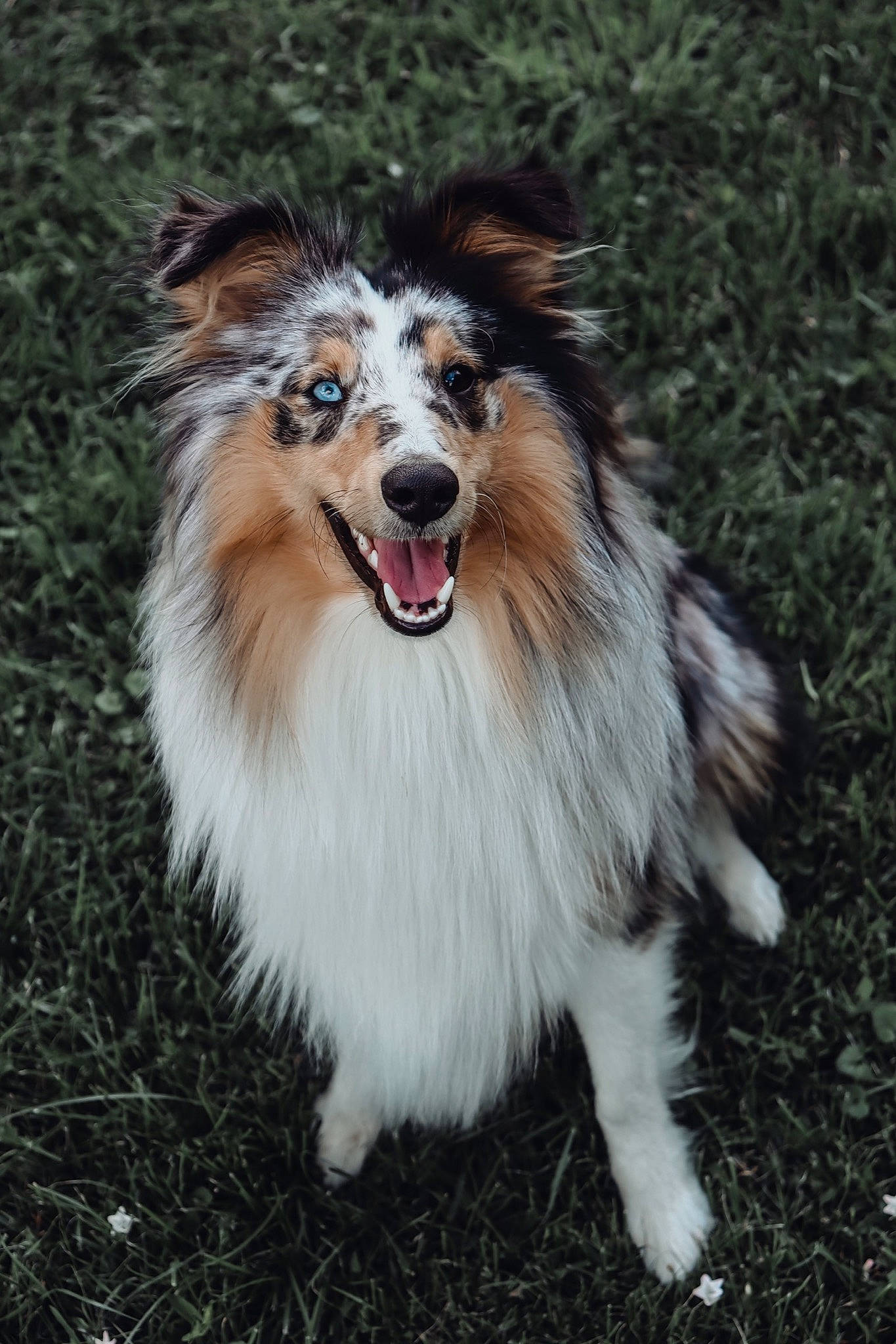 Picolo a rejoint le concours — aidez-le/la à gagner de superbes lots ! australian_collie, australian_shepherd, canidae, carnivore, collie, companion_dog, dog, dog_breed, herding_dog, mammal, rare_breed_dog, rough_collie, scotch_collie, shetland_sheepdog, smooth_collie, snout, sporting_group, vertebrate