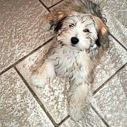 Aby a rejoint le concours — aidez-le/la à gagner de superbes lots ! dog, puppy, fluffy, tile_floor, pets, paws, fur, black_nose, face, eyes, indoors, cute, lying, looking_at_camera, portrait, small_dog, playful, white_fur, brown_fur, ear