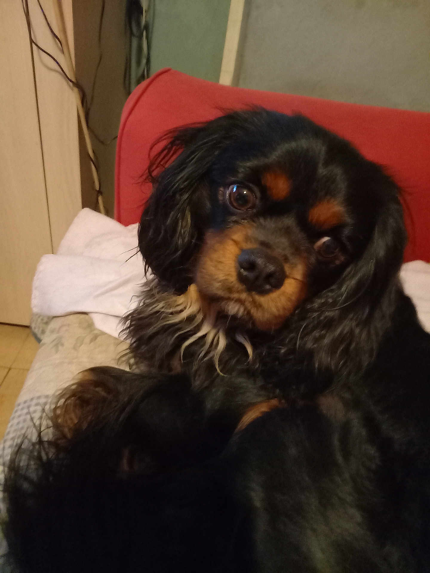 Roky participe au concours pour gagner de l'argent avec cette photo : dog, pet, spaniel, cavalier_king_charles, black_and_tan, long_ears, expressive_eyes, close_up, portrait, indoor, couch, red_sofa, blanket, pillow, fur, whiskers, nose, curious, cozy, wooden_floor