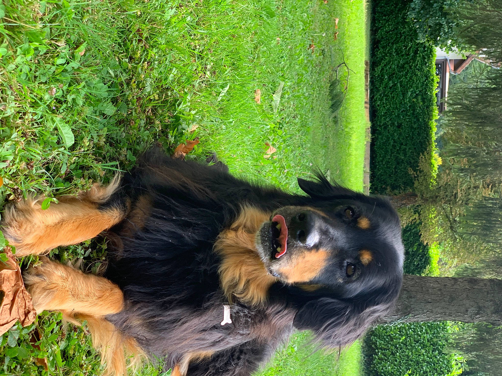 Galys a rejoint le concours — aidez-le/la à gagner de superbes lots ! bernese_mountain_dog, carnivore, collar, companion_dog, dog, dog_breed, dog_collar, dog_supply, fawn, grass, green, groundcover, mammal, plant, spaniel, sporting_group, tail, tree, whiskers, working_animal