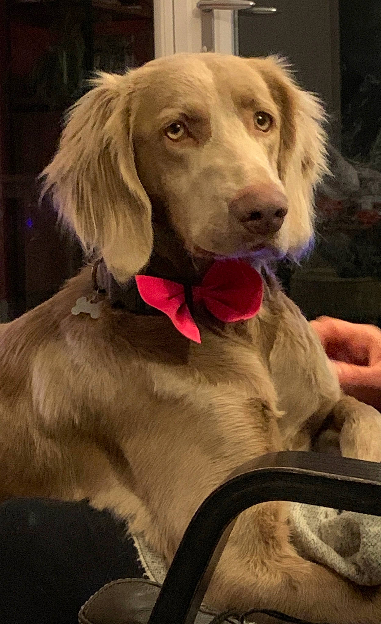 Syra a rejoint le concours — aidez-le/la à gagner de superbes lots ! canidae, carnivore, collar, companion_dog, dog, dog_breed, dog_collar, dog_supply, ear, fawn, fur, gun_dog, leash, liver, mammal, pet_supply, snout, sporting_group, vertebrate, working_animal