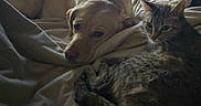 Hezal joined the competition — help win amazing prizes! animal, bed, blanket, cat, comfort, companion, cozy, dog, friendship, fur, indoor, pet, quiet, relaxed, resting, sleepy, soft_light, tabby_cat, warm, yellow_labrador