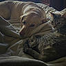 animal, bed, blanket, cat, comfort, companion, cozy, dog, friendship, fur, indoor, pet, quiet, relaxed, resting, sleepy, soft_light, tabby_cat, warm, yellow_labrador