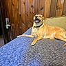 Hezal joined the competition — help win amazing prizes! animal, bed, blue_bedspread, canine, collar, comfortable, dog, domestic_animal, fur, golden_dog, happy, home, indoor, laying_down, mouth_open, pet, relaxed, resting, tongue_out, wooden_wall