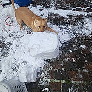 Hezal is registered to the contest to win money with this photo: animal, backyard, biting, brick_patio, canine, cold, curious, daylight, dog, fun, ground, nature, outdoor, pawing, pet, playful, snow, tan_dog, trash_bin, winter