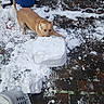 animal, backyard, biting, brick_patio, canine, cold, curious, daylight, dog, fun, ground, nature, outdoor, pawing, pet, playful, snow, tan_dog, trash_bin, winter